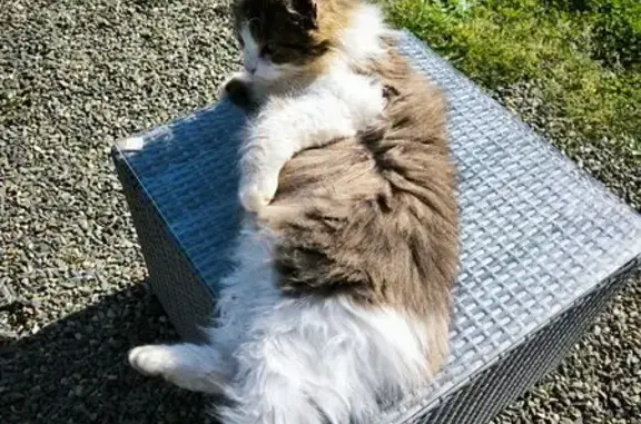 Animaux trouvés Nouvelle-Aquitaine, photo: Chat sans queue trouvé à Saint-Martin-de-Hinx