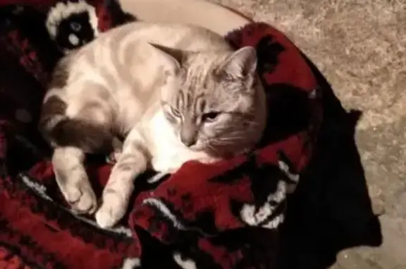 Animaux perdus Savigneux, photo: Chat beige disparu, yeux bleus, Savigneux