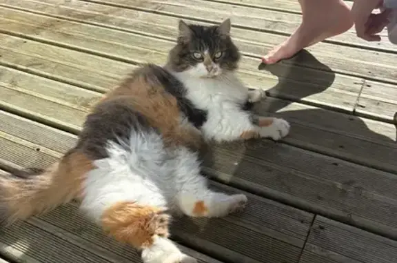 Animaux trouvés , photo: Chat trouvé à Miniac-Morvan