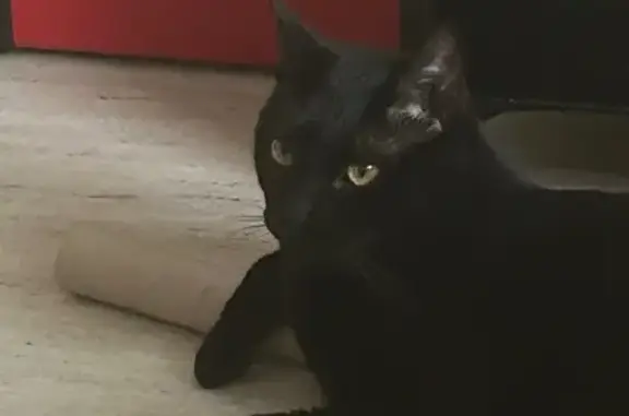 Animaux perdus Chanteloup, photo: Salem, chat d'intérieur perdu à Chanteloup