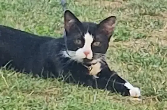 Félix, chat craintif, perdu à Calonne-Ricouart - photo