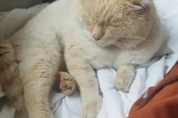 Chat blanc/roux 7 ans perdu à Livry-Gargan - photo