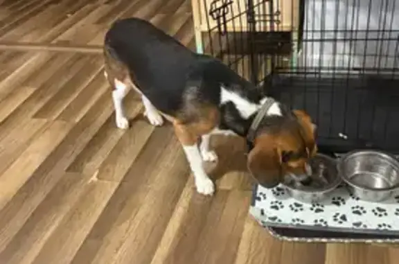 Lost pets Bridgeport, photo: Friendly Beagle Missing on Stratford Ave