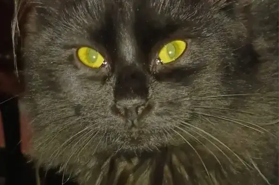 Recherche chat noir Oscar à Vert-Saint-Denis - photo