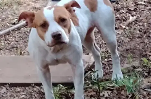 Friendly Dog Missing in Ocklawaha Area