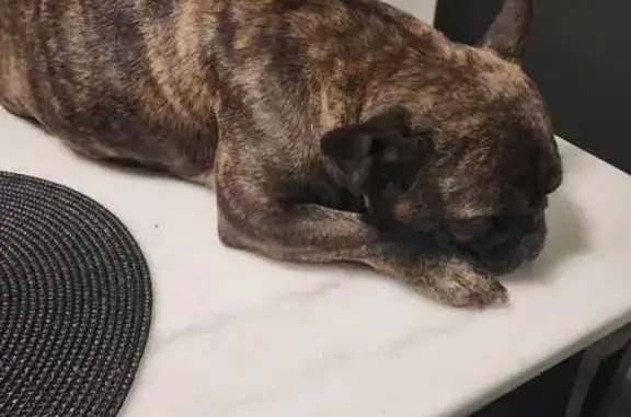 Lost Dog: Variegated, Brown Eyes in Bell Gardens - photo