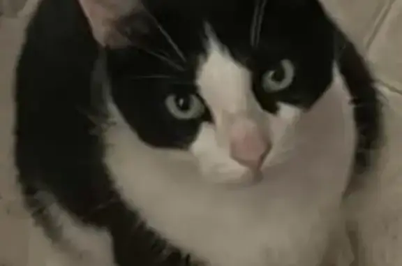 Animaux perdus Sérignan-du-Comtat, photo: Chat noir et blanc perdu à Sérignan-du-Comtat