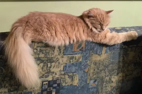 Світло рудий, дуже пухнатий хвіст, очі світло коричневі, зник після переїзду, може бути дуже наляканий і ховатися.