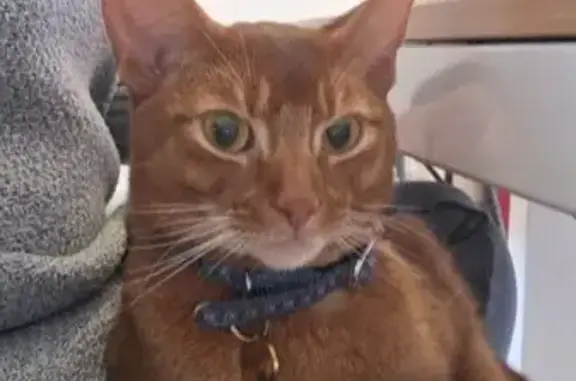 Animaux perdus Joigny, photo: Chat abyssin Pépin perdu, collier bleu