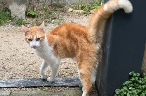 Chat trouvé Orléans, photo: Jeune chat mâle câlin trouvé à Orléans