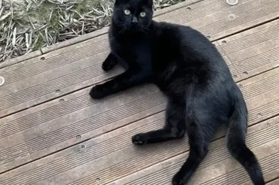 Chat noir disparu à Cormeilles-en-Parisis - photo