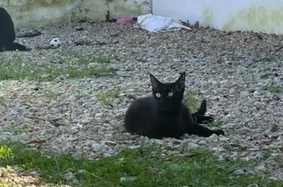 Gatita Negra Perdida en Sant Antoni de Portmany