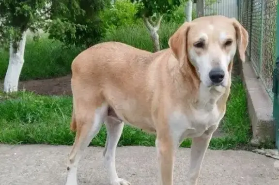 Зникла собака у Воскресинцях, допоможіть!