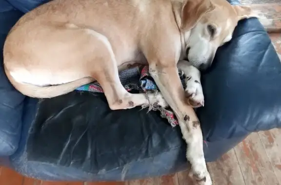 Зникла собака у Воскресинцях, допоможіть! - photo