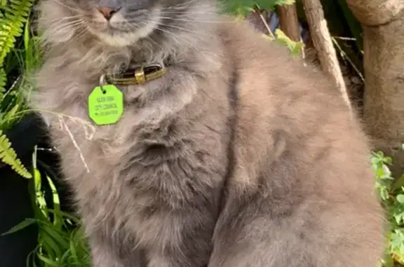 Help Find Nahla: Fluffy Grey Cat Lost