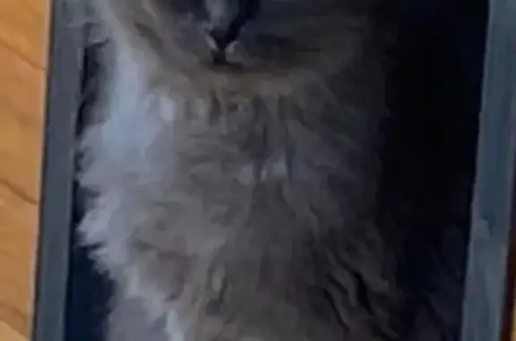 Animaux trouvés Vix, photo: Chatte grise disparue à Vix le 31/01/2026