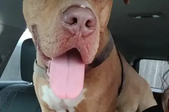 Lost pets Amarillo, photo: Lost: Brindle Pitbull, Amarillo Area