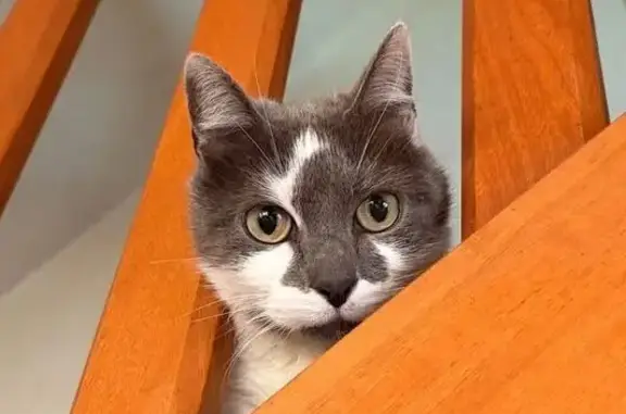 Chat gris et blanc perdu à Saint-Évarzec - photo