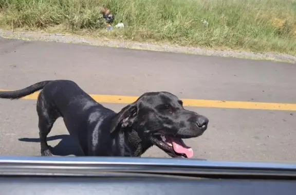 Lost: Coco, Playful Great Dane...