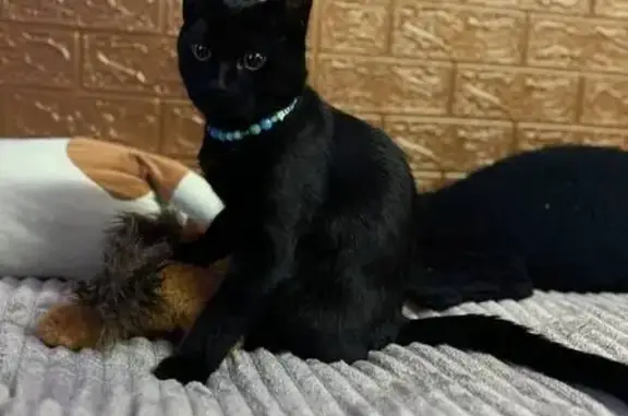 Чорний котик , короткошерстий