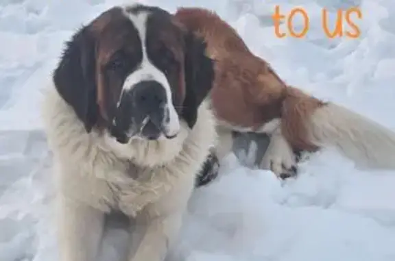 Lost Dog: White/Brown, Blue Collar, 5562 - photo