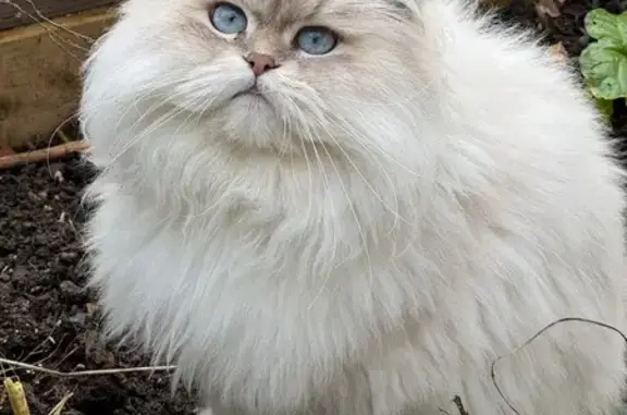 Chat perdu, Châtillon, photo: Chat blanc beige perdu, Rue Béranger