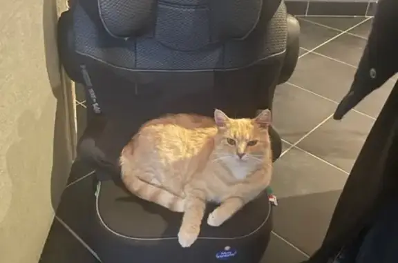 Animaux perdus Avermes, photo: Chat sociable perdu, Chemin des Gourlines