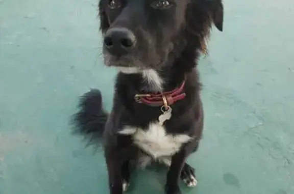 Cachorro perdido Fêmea (brl002356) - photo