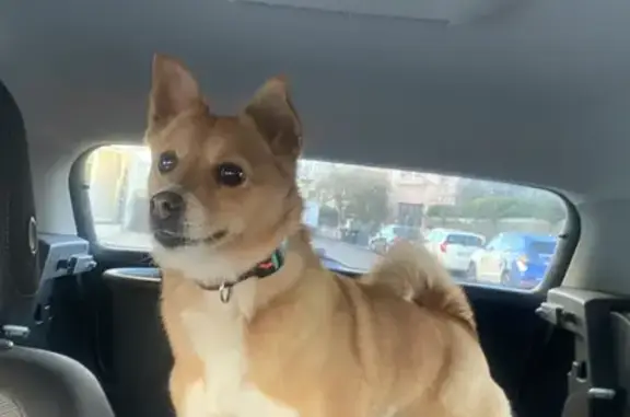 Animaux trouvés , photo: Shiba Inu trouvé à Perpignan