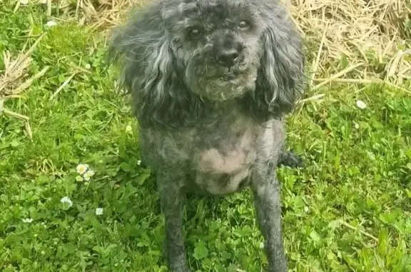 Caniche nain noir-gris perdu, 15 ans - photo