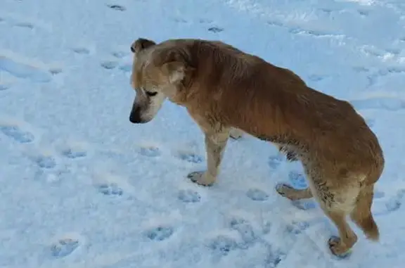 Animaux perdus Prinquiau, photo: Chien beige 15 ans disparu à Prinquiau