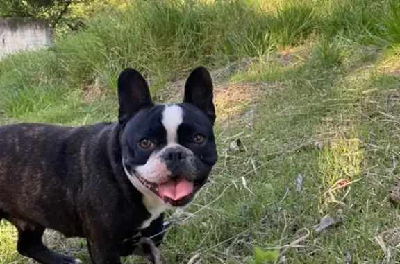 Cachorro perdido Fêmea (brl002358) - photo