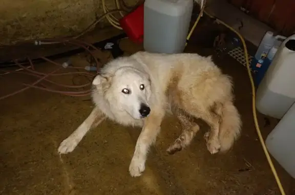 Animaux trouvés , photo: Chien des Pyrénées trouvé à Chavagnes