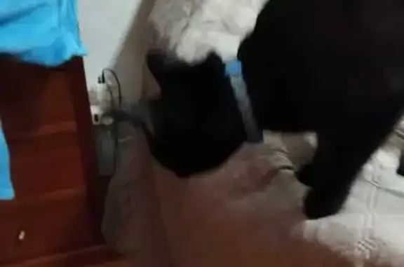 Gato Negro Cariñoso con Collar...