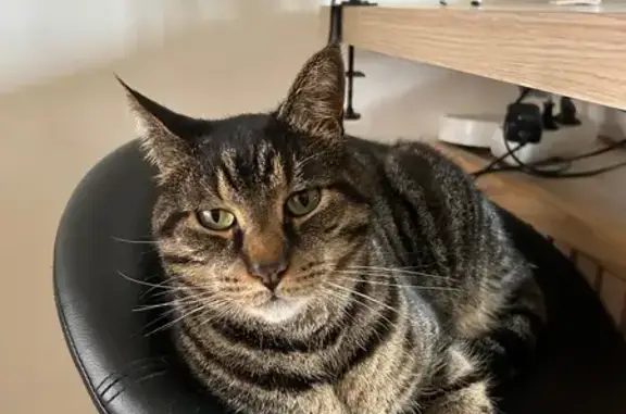 Animaux perdus Frévent, photo: Chat tigré perdu à Frévent