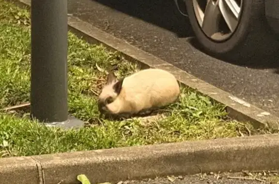 Animaux trouvés Bayonne, photo: Oiseau aperçu ce soir à Bayonne