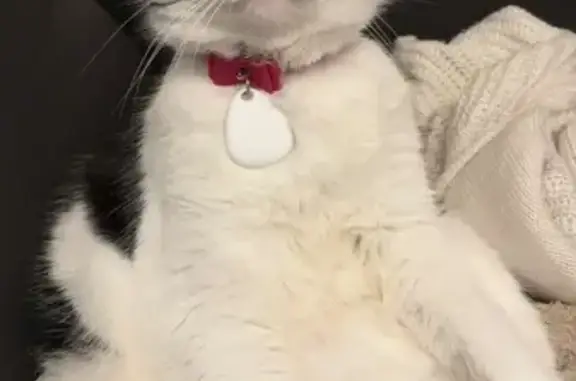 Animaux perdus , photo: Chatte bicolore perdue, collier rose, Cherbourg