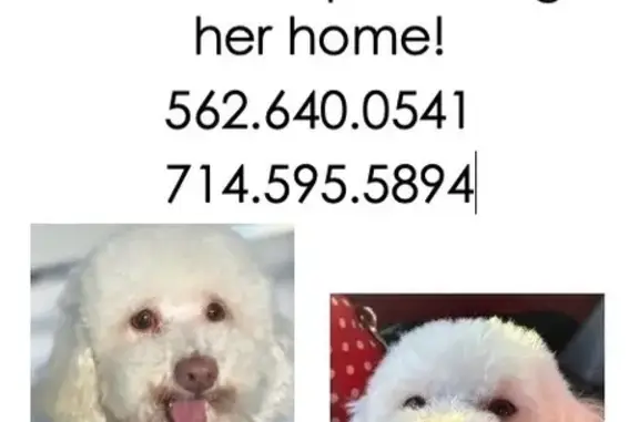 Help Find Mis: Lost Dog in Fullerton