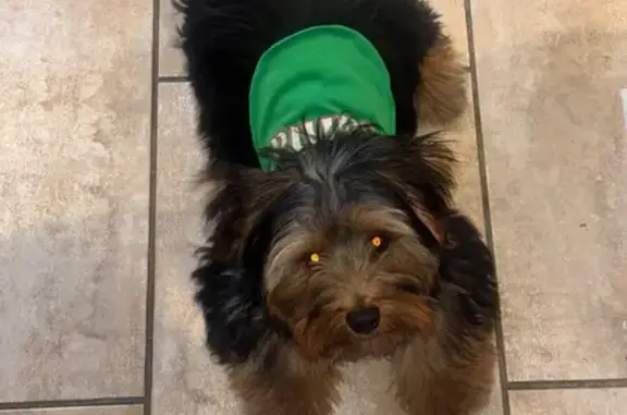 Lost Dog: Black with Brown Highlights