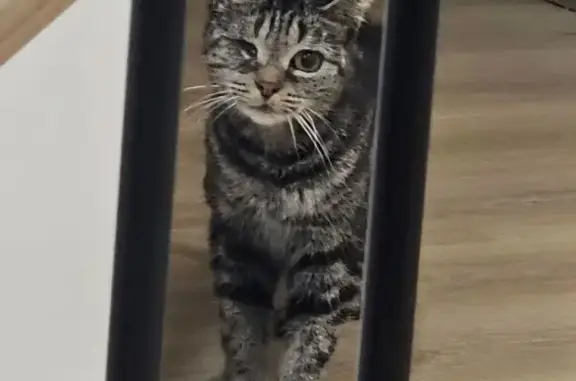 Help Find Ozark: $50 Reward Offered!