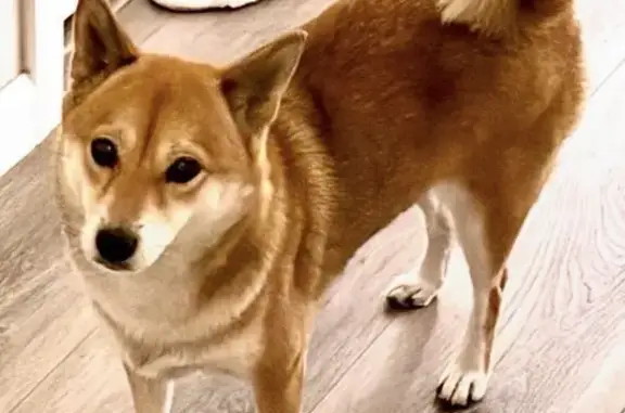 Lost Shiba Inu: Reddish Brown, San Jose