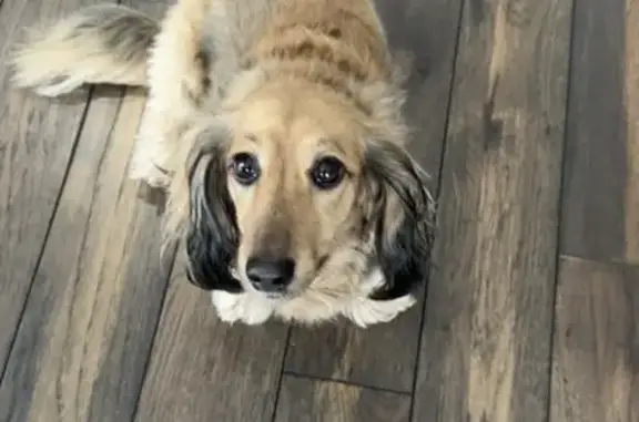 Lost Dachshund Near Ironwood Drive