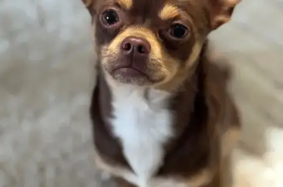 Chien perdu Turretot, photo : Chihuahua chocolat perdu à Turretot