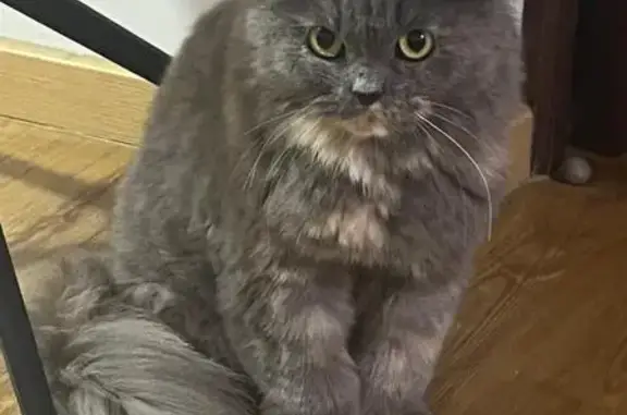 Lost Raggamuffin Bella: Grey &...