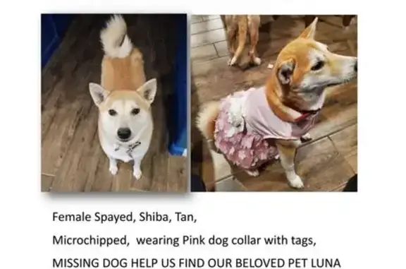 Lost pets Glendale, photo: Lost Tan Shiba Inu: Pink Collar, Glendale