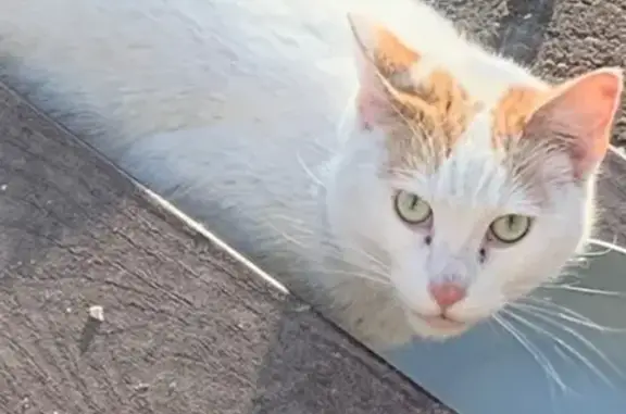 Found cat Sun Prairie, photo: Friendly Cat Found on Ruxton Ridge Dr