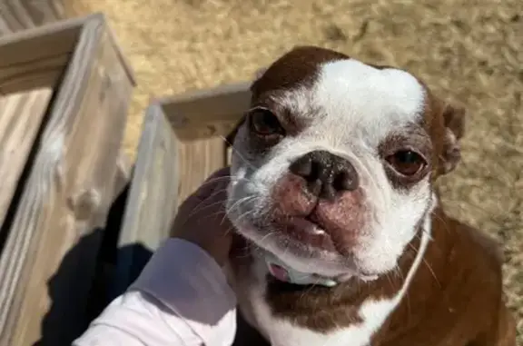Lost Boston Terrier in Newcastle - Help!