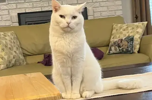 Lost White Cat: Declawed & Short-Haired