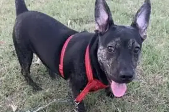 Lost: Spanky the Black Pitbull Terrier