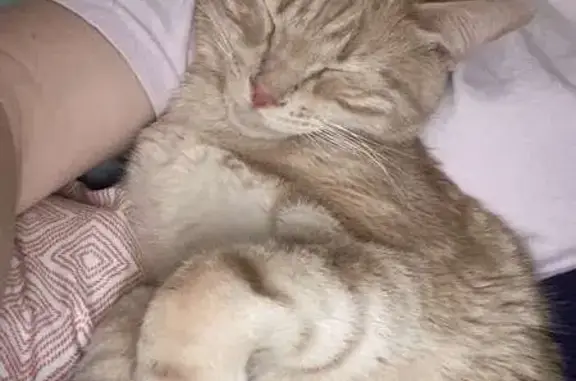 Lost Orange Indoor Cat - Wichita, KS